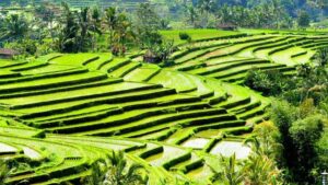 The Enchanting Beauty of Jatiluwih Rice Terrace in Bali
