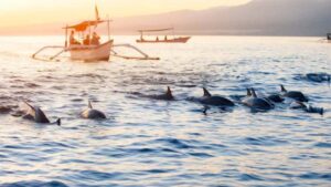 Lovina Dolphin Mix Tour